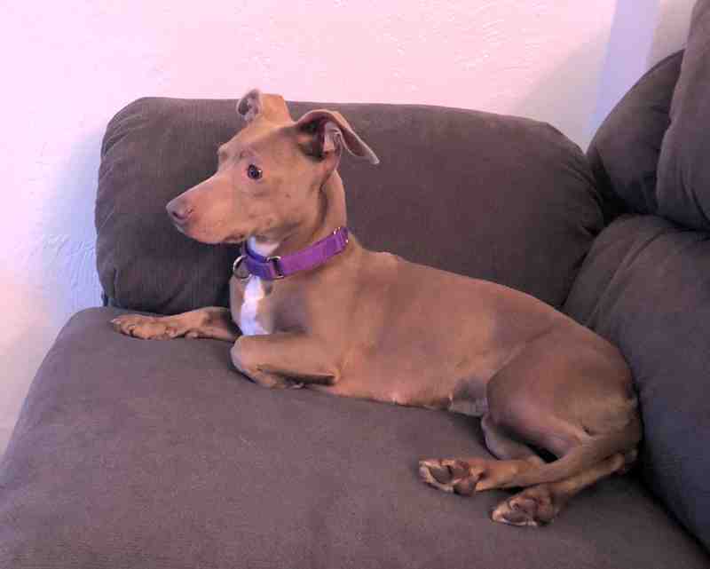 Shelby dachshund mix adoption philadelphia pa