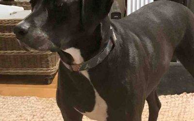 Weimaraner boxer mix dog for adoption atlanta ga – adopt shelby