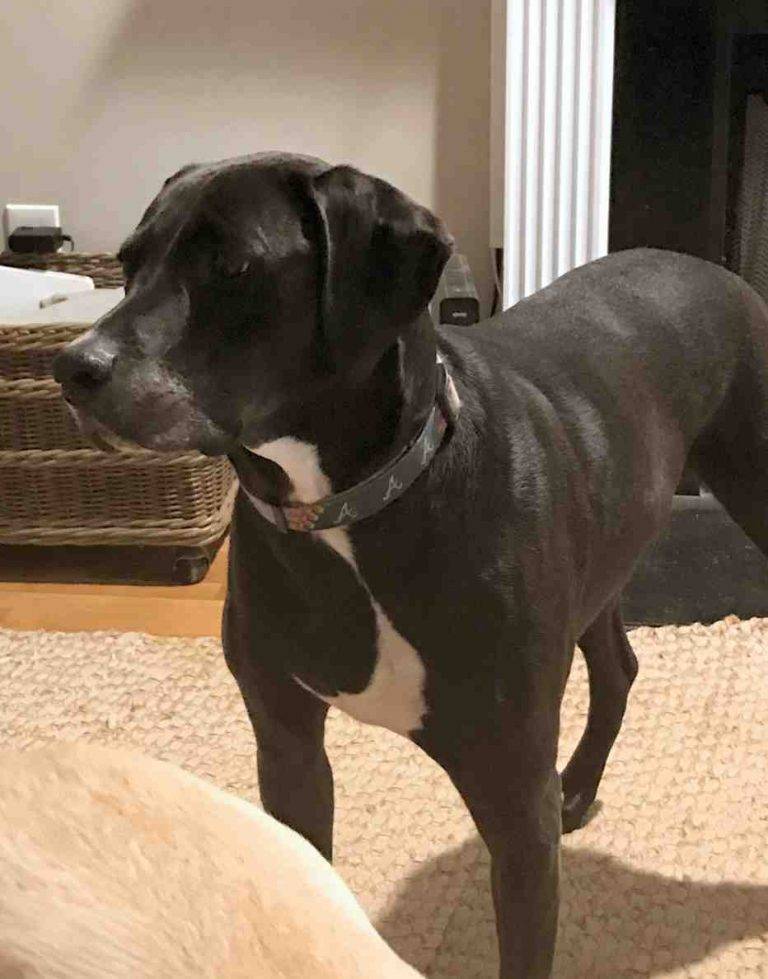 Weimaraner boxer mix dog for adoption atlanta ga – adopt shelby