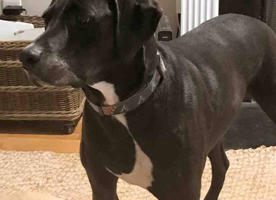 Weimaraner Boxer Mix Dog For Adoption Atlanta GA – Adopt Shelby