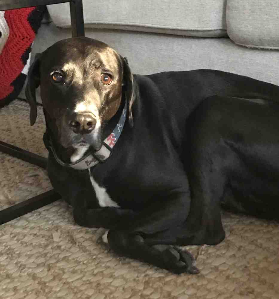 Shelby weimaraner boxer mix dog for adoption in atlanta ga 2