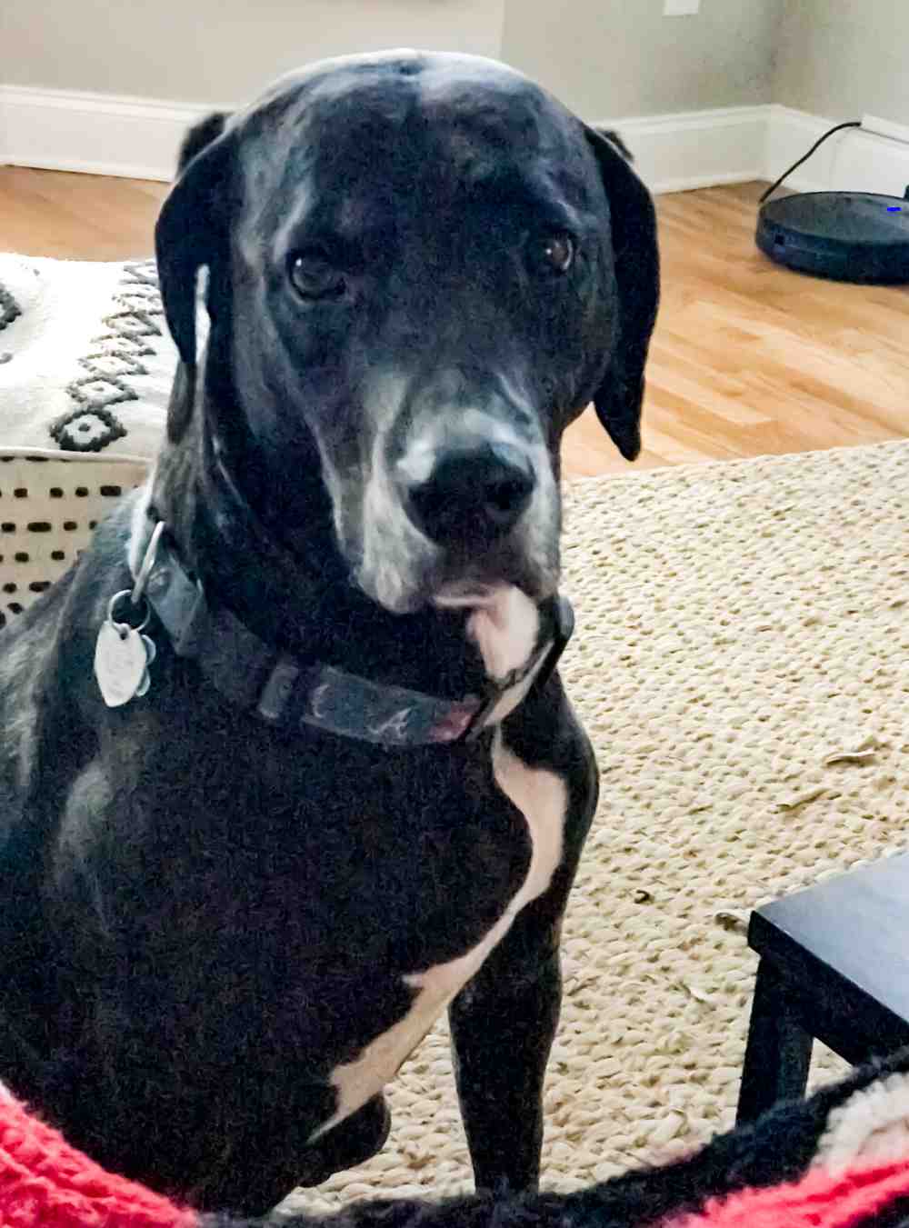 Shelby weimaraner boxer mix dog for adoption in atlanta ga 2
