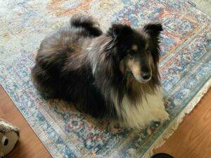 Shetland sheepdog sheltie for adoption in innisfail ab – supplies included – adopt shep