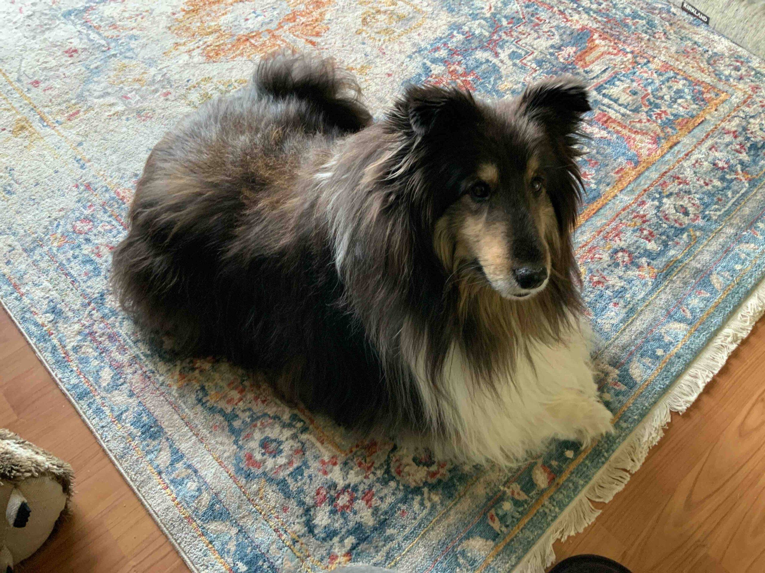 Shep Sheltie for adoption in Innisfail AB 3