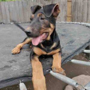Shepador puppy for adoption balch springs texas 1