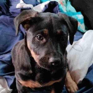 Shepador puppy for adoption balch springs texas 3