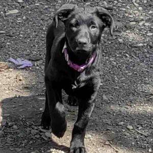 Shepador puppy for adoption balch springs texas 5