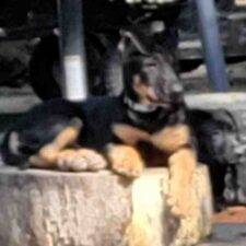 ADOPTED – Shepador Puppies For Adoption In Balch Springs Texas