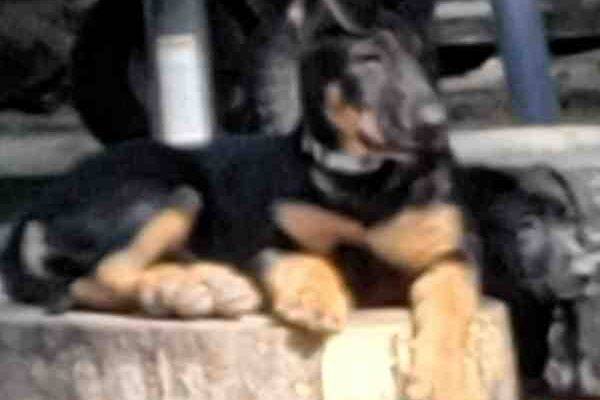 ADOPTED – Shepador Puppies For Adoption in Balch Springs Texas