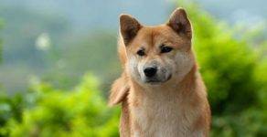 Shiba inu dog breed picture
