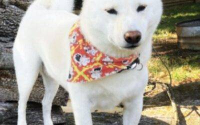 Shiba inu for adoption in madison nashville tennessee – supplies included – adopt eddie