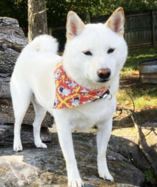 Shiba Inu Dog For Adoption in Madison Tennessee