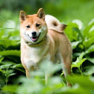 Shiba inu dog photo