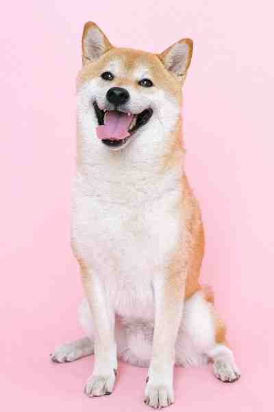 are shiba inus cats friendly