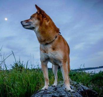 Shiba inu for adoption seattle