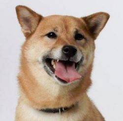 Shiba Inu Rehoming Adoptable Pet Listings