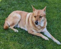 Shiba inu yellow lab mix adoption san diego 5