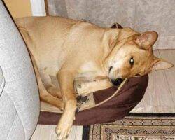 Shiba inu yellow lab mix adoption san diego 5