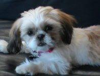Shih Tzu Dog Breeders in Minnesota 3