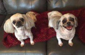 Shih tzu dogs for adoption in san antonio texas