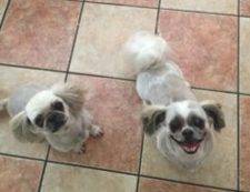 Shih Tzu Dogs For Adoption in San Antonio Texas 4