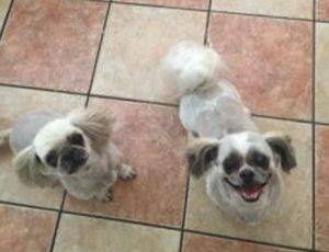 Rehomed – clarisse and cooper – adorable purebred shih tzu dogs – san antonio, texas