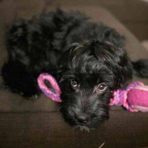 Shih tzu english springer spaniel mix puppy for adoption in calgary ab (11)