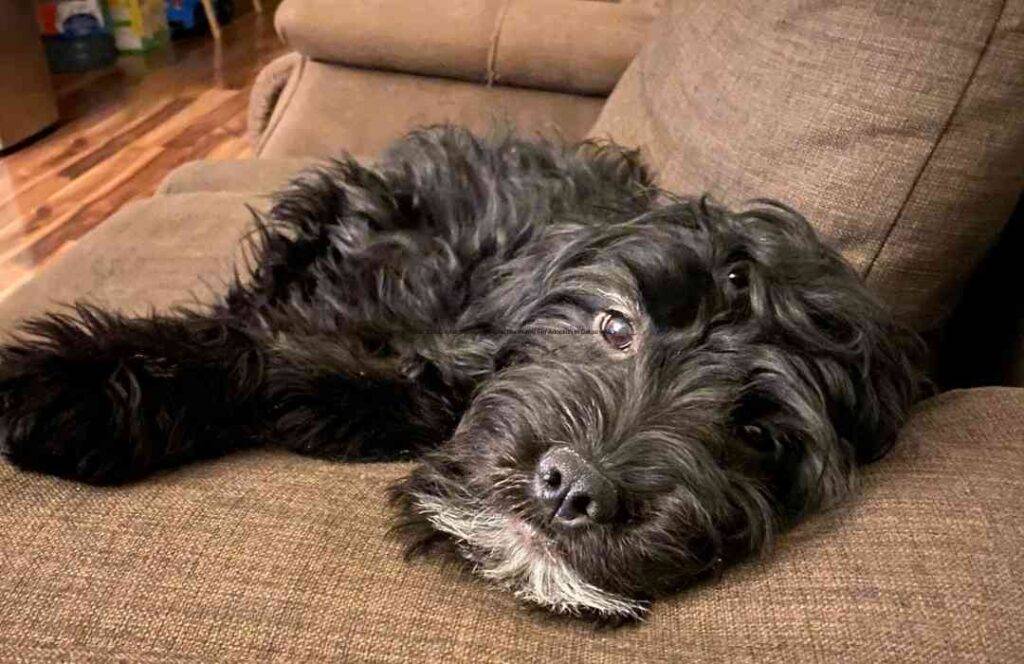 Shih tzu english springer spaniel mix puppy for adoption in calgary ab (11)