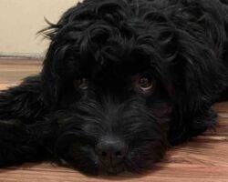 Shih Tzu English Springer Spaniel Mix Puppy For Adoption In Calgary AB (11)