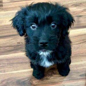 Shih tzu english springer spaniel mix puppy for adoption in calgary ab (11)