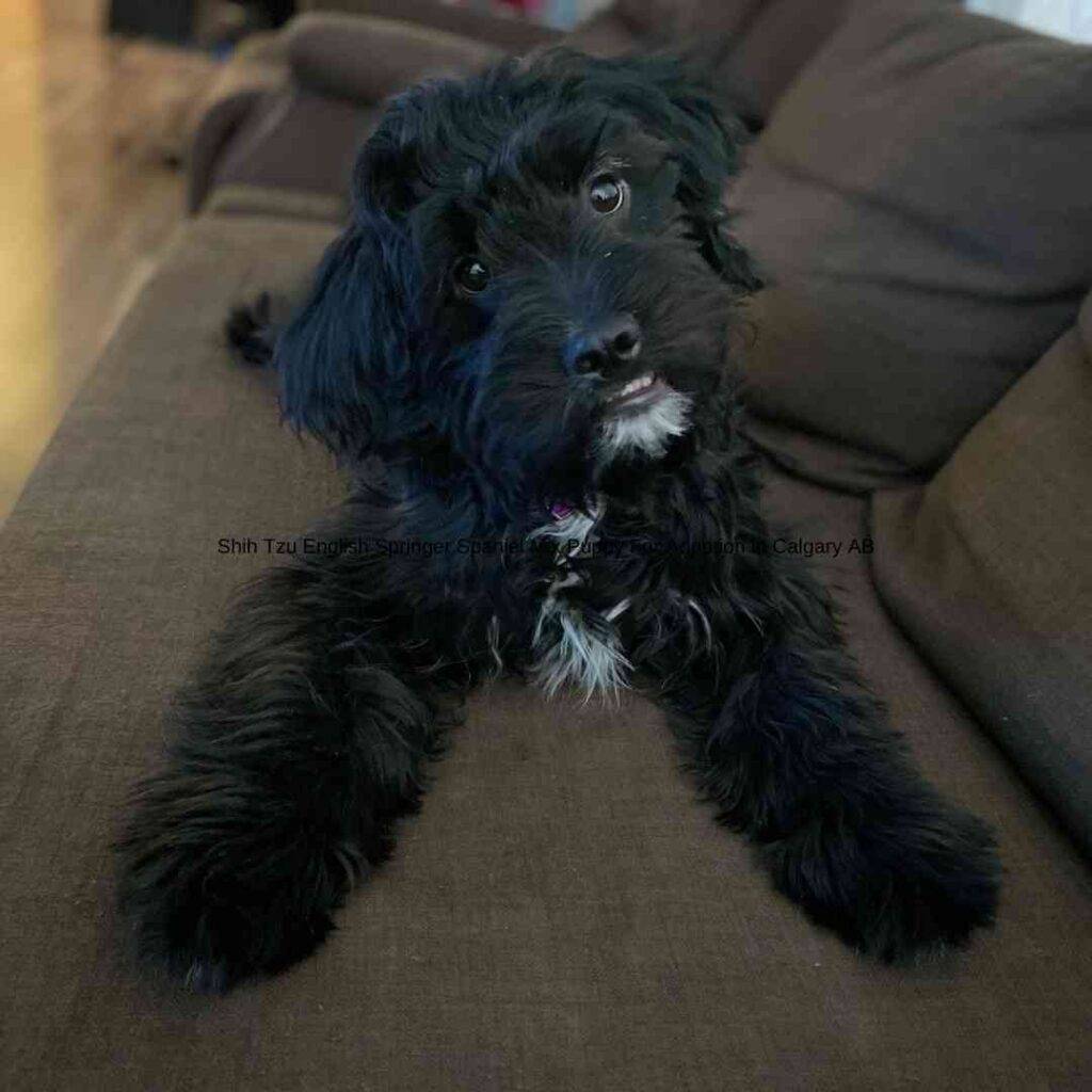 Shih tzu english springer spaniel mix puppy for adoption in calgary ab (11)