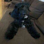 Shih Tzu English Springer Spaniel Mix Puppy For Adoption In Calgary AB (11)