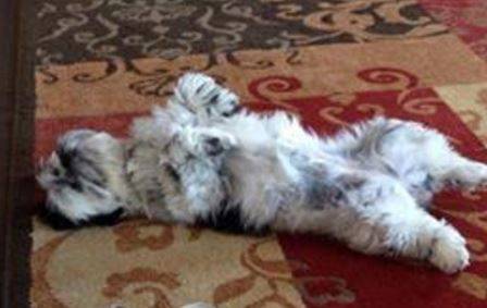 Shih tzu for adoption 2
