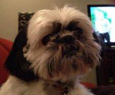 REHOMED – Sweet Little Sassy The Shih Tzu In Louisville KY