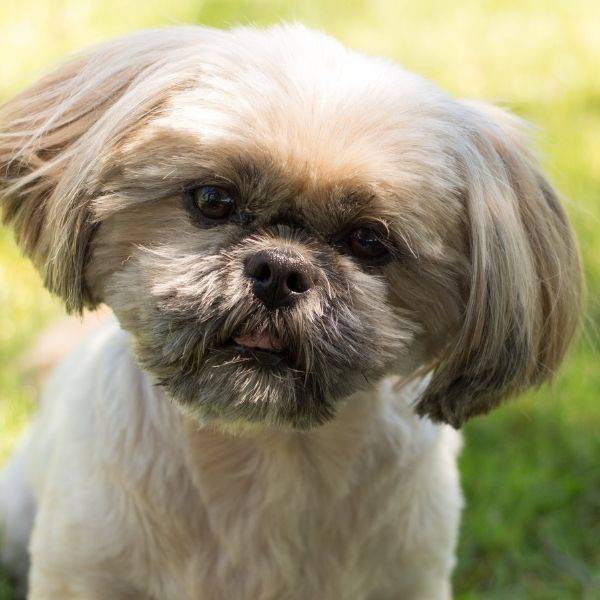 Shih Tzu Dog Photo