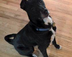 Shooter - lab mix for adoption in broomfield co