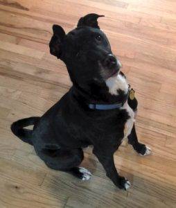 Basenji labrador retriever mix dog for adoption broomfield colorado co – adopt shooter today!