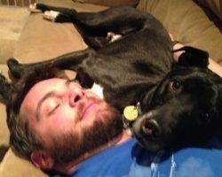 Shooter - lab mix for adoption in broomfield co 2