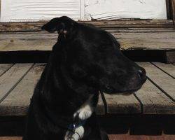 Shooter - lab mix for adoption in broomfield co 2