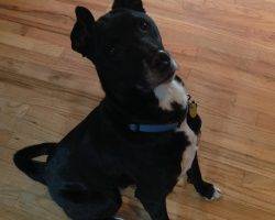 Shooter - lab mix for adoption in broomfield co 2