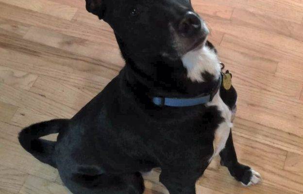 Shooter - Lab Mix For Adoption in Broomfield CO