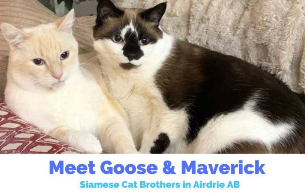Siamese cat brothers adoption airdrie calgary ab