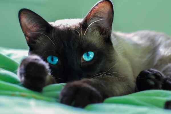 Siamese Cat Photo 2