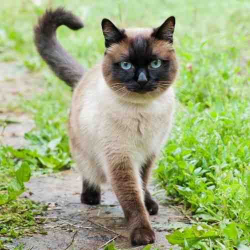 Siamese Cat Photo