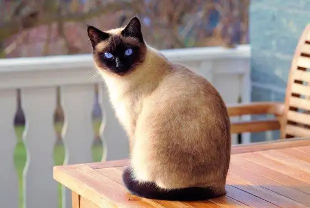 Photo Siamese Cat Rehoming Adoption