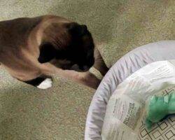 Siamese cat for adoption in calgary 1