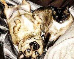Siamese cat for adoption in calgary 1