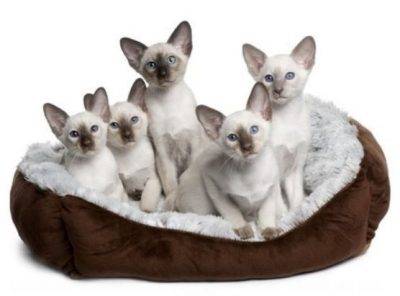 Siamese cat adoption