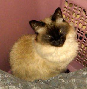 Long haired siamese for adoption in las vegas