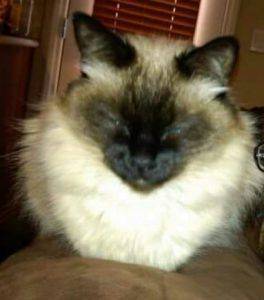 Long haired siamese for adoption in las vegas